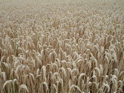 Field of wheat ears