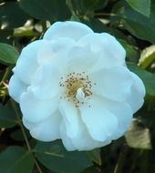 natural tender white blooming rose