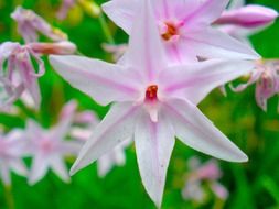 wildflowers in nature