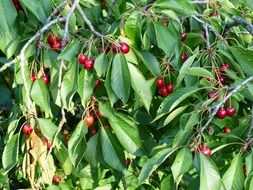 sweet red bird cherry