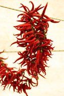 chili bunch drying