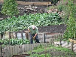 Gardener is planting new plants in the garden