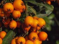 haw bunch close-up