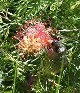 Pink flower of grevillea among green grass