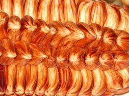 macro picture of corn cereals