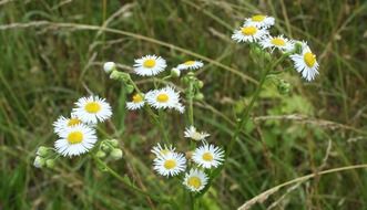 yellow and white wildflowers in the grass