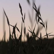 Natural grass