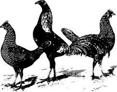 Chickens in the barn clipart