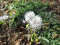 two fluffy dandelion in the forest