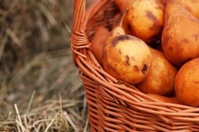 brown pears in a basket