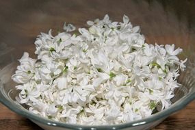 White fliederblueten in a bowl