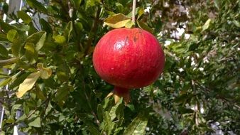 red ripe pomegranate on a branch