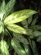 closeup view of Green leaves of plant in the forest at night