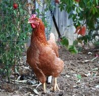 brown chicken outdoors