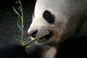 bear muzzle, San Diego Zoo