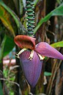 beautiful purple flower on a banana tree