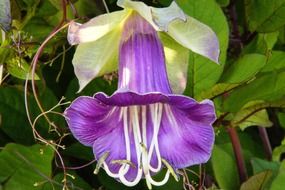 purple bell flower