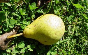 Most pear on the grass