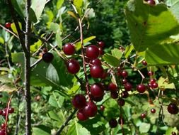 cherries on the tree