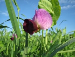 purple pea flower