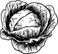 white cabbage drawing