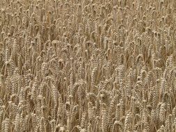 spikes of wheat field