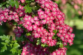 pink little blossoms bush