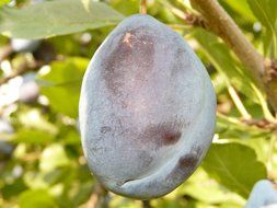 Blue plum fruit grows in nature