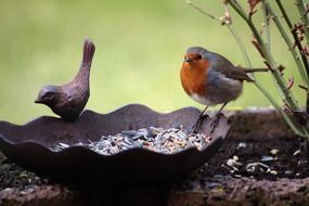 robin bird pecked seeds