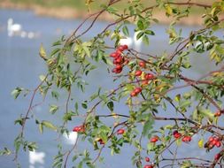 rose hip plant with fruits