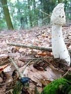 dainty morel mushroom