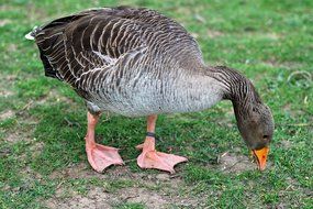 gray domestic goose eating grass
