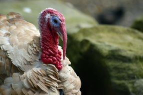 ugly turkey bird