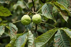 chestnut tree in summer on a tree close-up on a blurred background