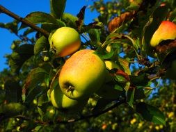 apple tree fruit frisch orchard