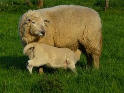 lamb drinking milk from his mother