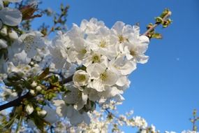 fruit trees with white flowers in the garden