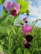 blossom pea (pisum sativum) on a background of green field