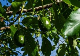 avocados grow on a tree