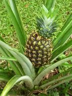 pineapple fruit in Costa Rica