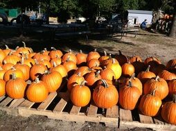 pumpkin harvest on wooden pallets