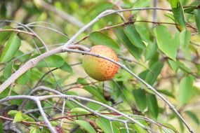 one mango on a tree