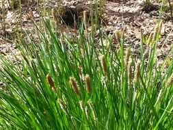 green juicy sedge