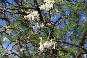 wild white flowers on a tree