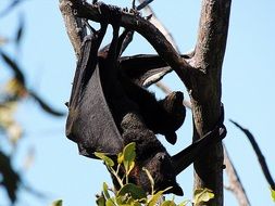 bat on a tree