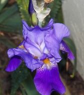 flower iris