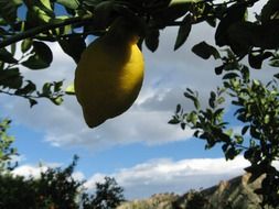 yellow lemon on a branch in the shade