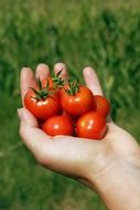 small tomatoes cherry in the hand