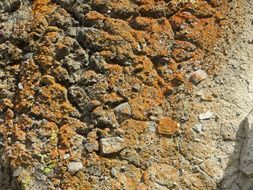 rock lichen cliff