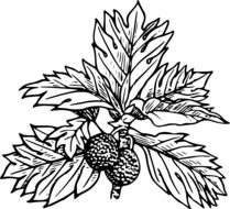 black and white picture of breadfruit